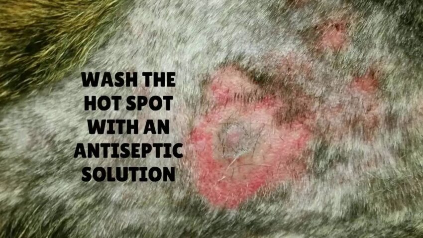 Hot Spot Powder for Dogs: Your Expert Guide to Soothing Relief