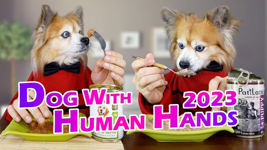Dog Ate Hot Hands Packet? Expert First Aid & Prevention Guide
