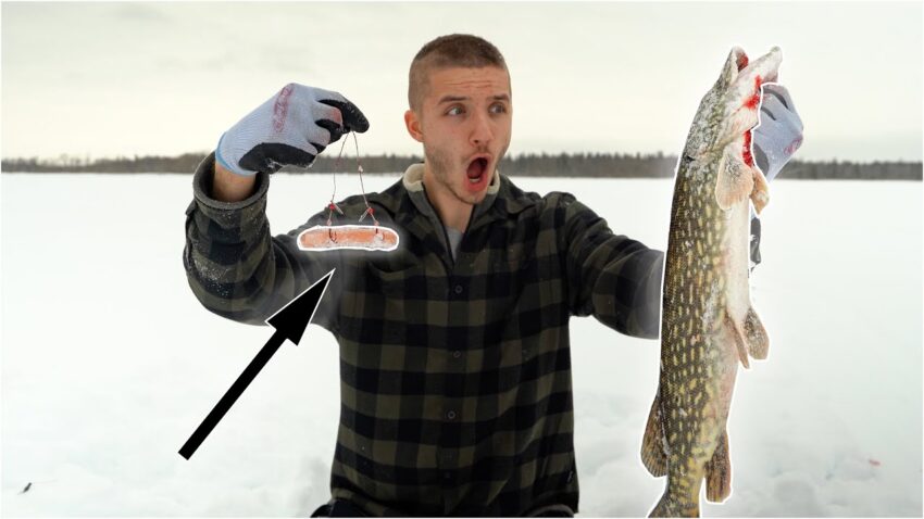 Hot Dog as Bait: The Ultimate Guide to Catching Fish (Yes, Really!)