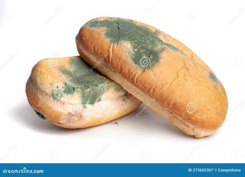 Moldy Hot Dog: A Comprehensive Guide to Safety, Risks, and Prevention