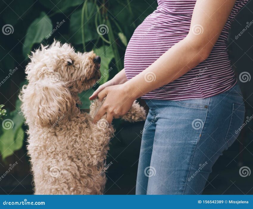 Pregnancy and Hot Dogs: Expert Safety Guide for Expectant Mothers