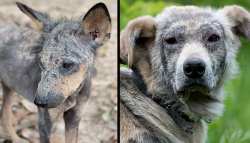 Ringworm vs. Hot Spot on Dogs: Expert Guide to Diagnosis & Treatment