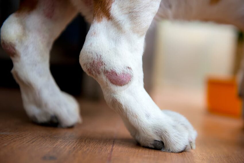 Dog Leg Swollen and Hot? Expert Guide to Causes, Symptoms & Relief