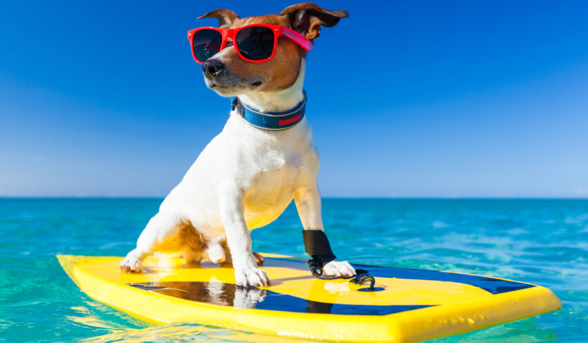 Hot Dog on Beach: The Ultimate Guide to Summer’s Perfect Bite