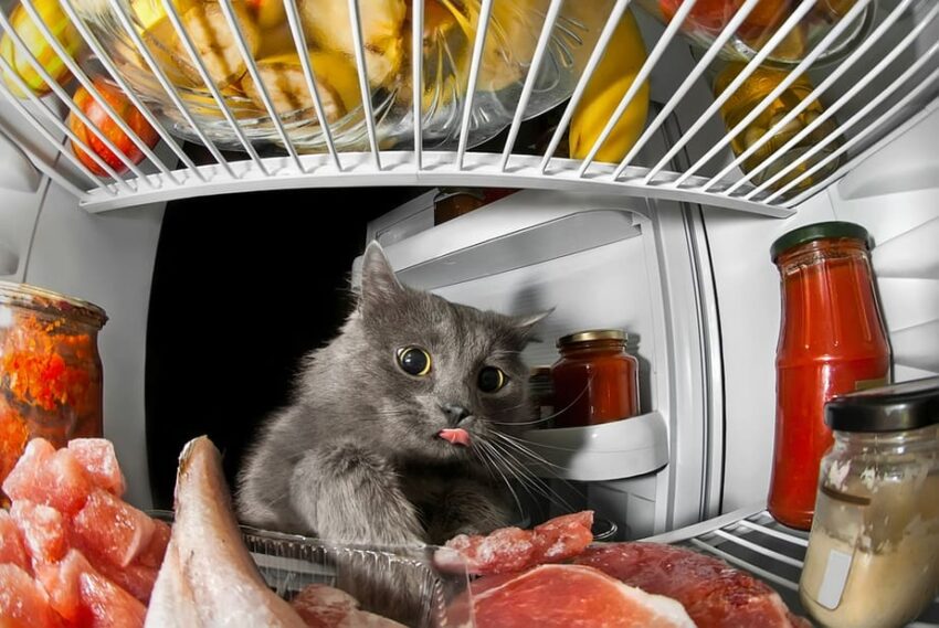 Can Cats Eat Hot Dogs? Expert Guide to Safe Cat Treats