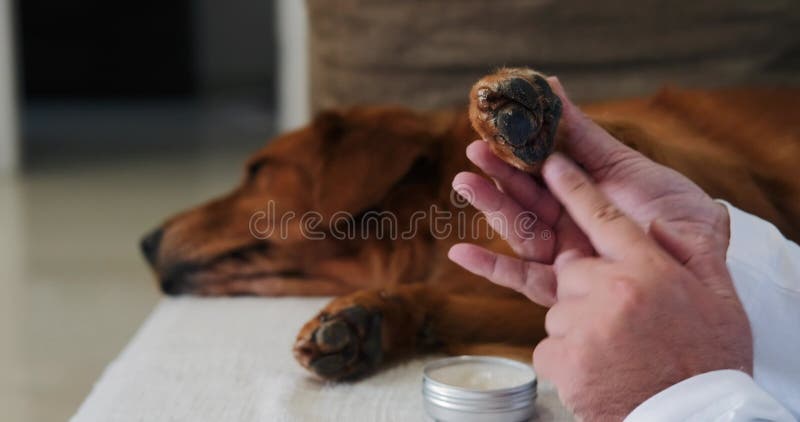Hot Dog Paws: Causes, Symptoms, Relief & Prevention (Expert Guide)