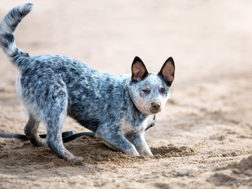 Good Hot Weather Dogs: Choosing the Right Breed & Keeping Them Cool