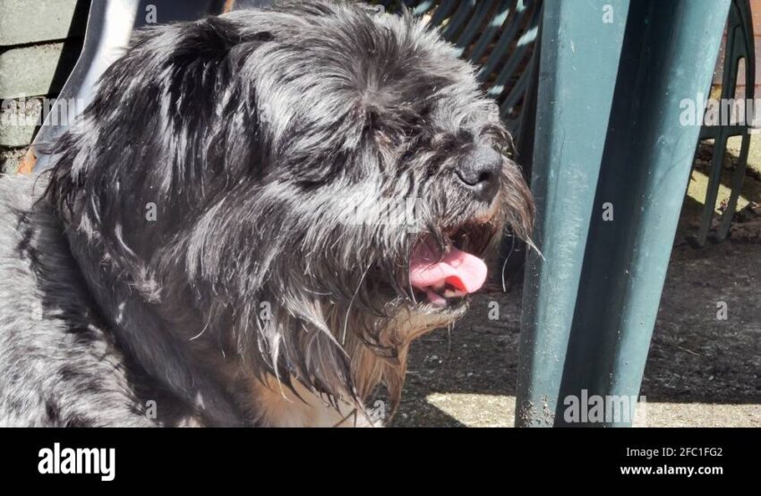 Dog Panting When Not Hot: Causes, Concerns & Expert Solutions