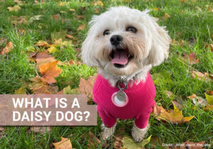 Daisy Hot Dogs: An Expert’s Guide to Quality, Taste, and More