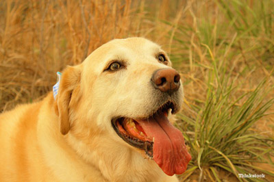 Dog Panting When Not Hot: Causes, Concerns & Expert Solutions