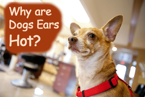 Why Are Dogs Ears Hot? Expert Guide to Causes & What To Do