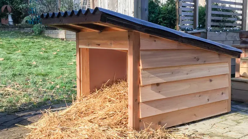 Coolest Dog Houses: Keeping Your Pup Safe in Hot Climates