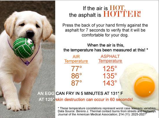 Dog is Hot! Expert Guide: Signs, Prevention & Emergency Care