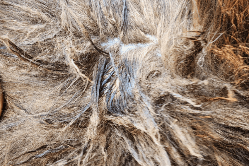 Dog Hot Spots on Skin: Expert Guide to Causes, Treatment & Prevention