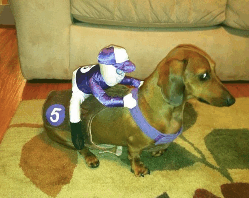 Wiener Dog Hot Dog Costume: The Ultimate Guide (2024)