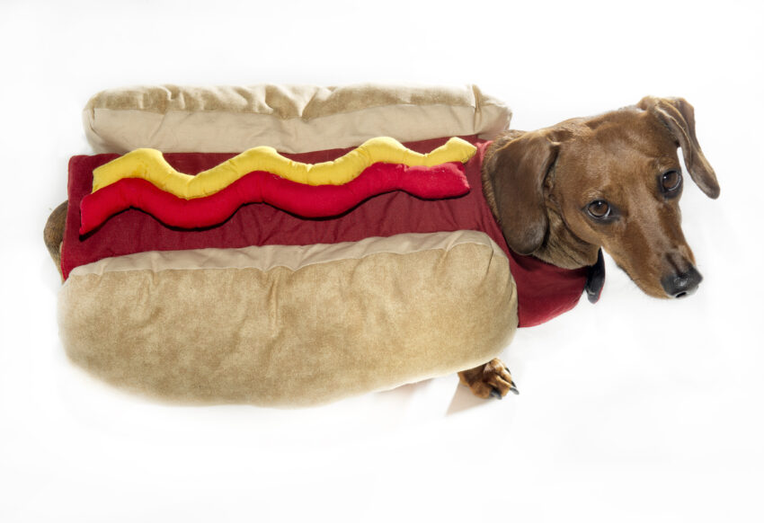 Hot Dog Bed for Dogs: The Ultimate Guide to Cozy Canine Comfort