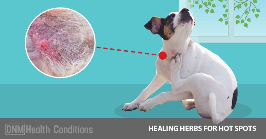 Hot Spot Dog: The Ultimate Guide to Prevention, Treatment, & Relief