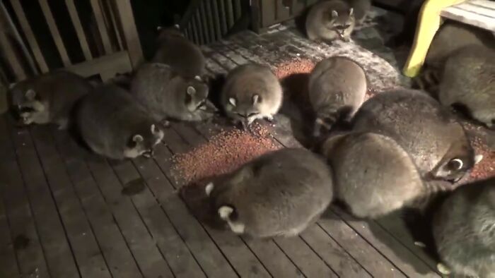 Man Feeding Raccoons Hot Dogs: Is it Harmful? Expert Advice