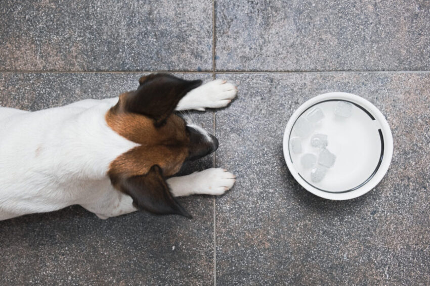 Ice Cold Hot Dog Water: Is It the Next Culinary Sensation?