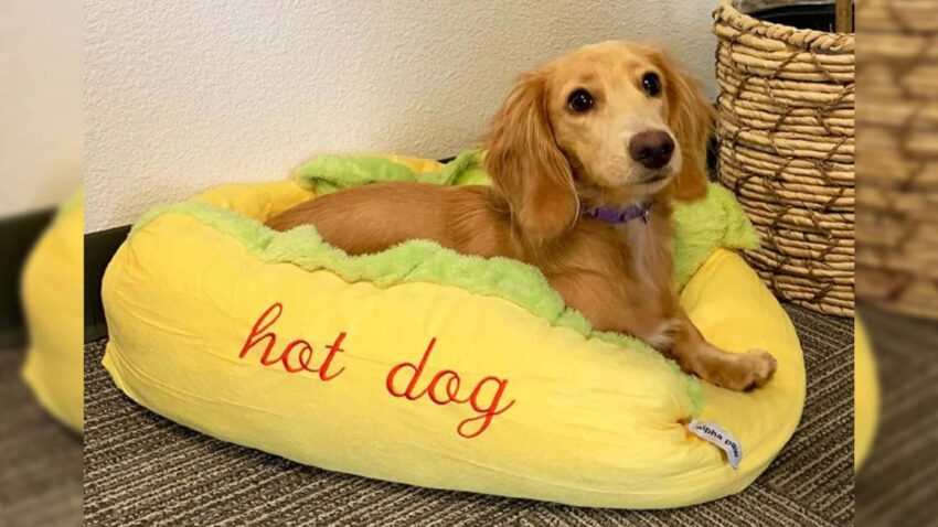 The Ultimate Guide to Hot Dog Beds for Dogs: Comfort, Safety & Style