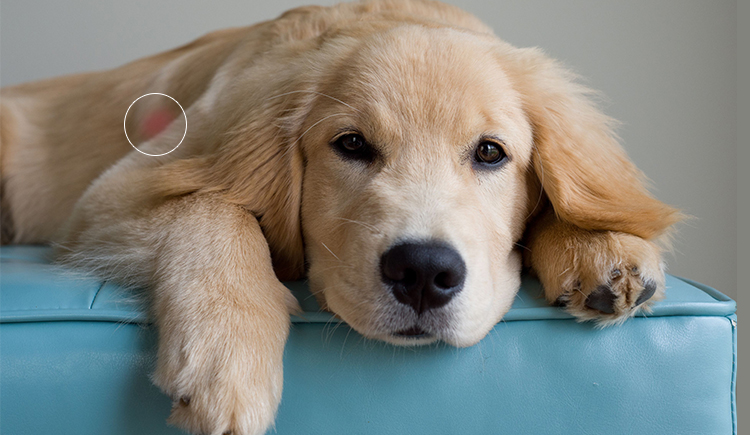 Hot Spot On Dogs: Expert Guide to Causes, Treatment & Prevention