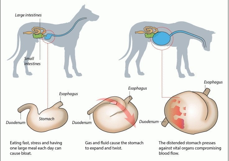 Dog’s Stomach Hot? Causes, Symptoms & Expert Solutions