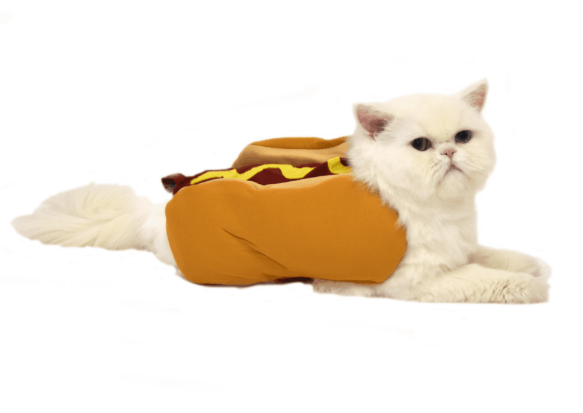 Hot Dog Cat: Unveiling the Purrfectly Delicious Mystery