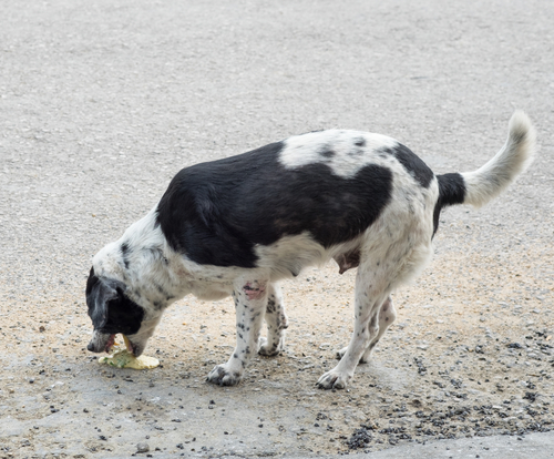 Hot Dog Food Poisoning: Symptoms, Prevention & Expert Guide