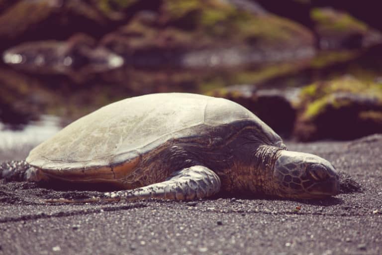 Do Turtles Eat Hot Dogs? Expert Guide to Safe Turtle Diets