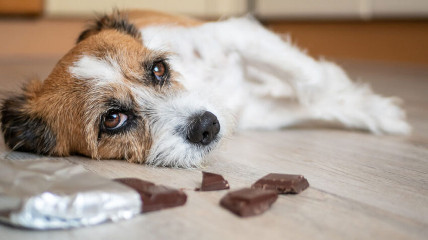 Chocolate Hot Dogs: The Surprisingly Delicious (or Disgusting?) Truth