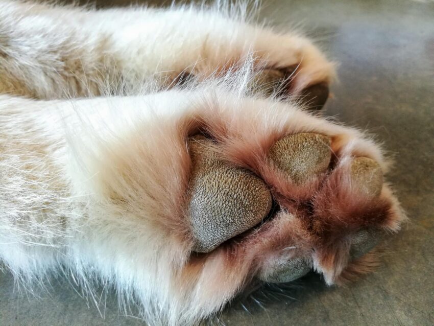 Hot Dog Paws? Understanding Causes, Symptoms & Relief