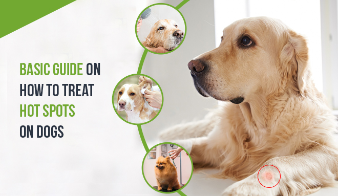 Dog Hot Spot Treatment Home: Relief, Remedies & Expert Advice