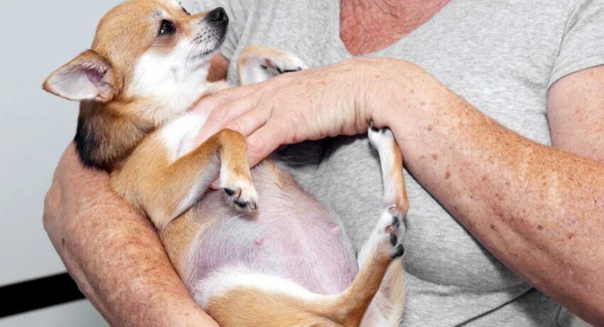 Pregnancy Safe Hot Dogs: Expert Guide to Safe Indulgence
