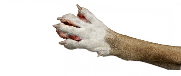 Dog Hot Spot on Paw: Expert Guide to Relief, Treatment & Prevention