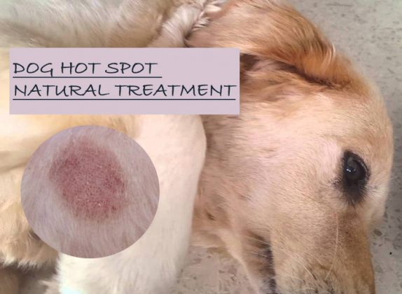 DIY Relief: Home Remedy Dog Hot Spot Solutions That Work