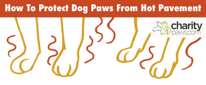 Dog Hot Pavement Shoes: Protect Your Pup’s Paws!