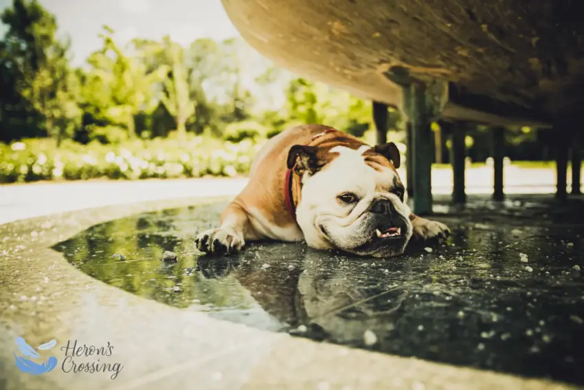 Dog Is Hot! Expert Guide to Preventing Overheating & Keeping Your Pup Cool