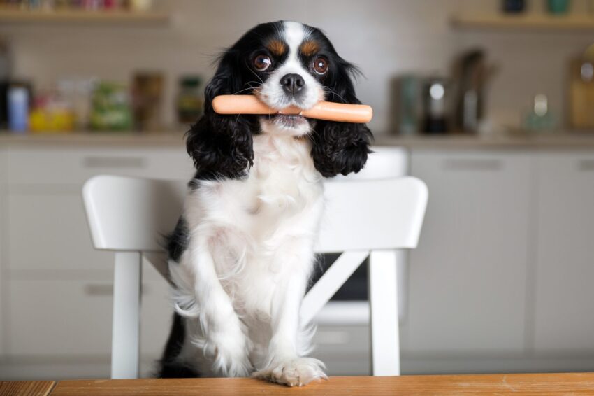 Dog Eating Hot Dog: Risks, Dangers & Safer Alternatives