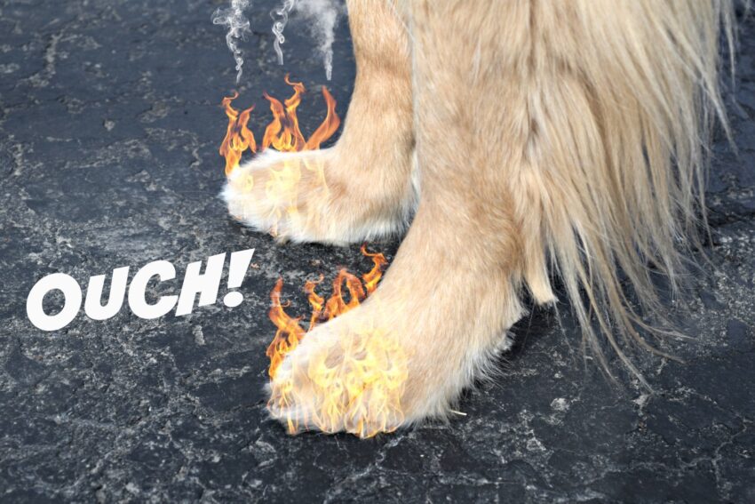 Dogs in Hot Weather: Expert Tips to Keep Your Pup Safe & Cool