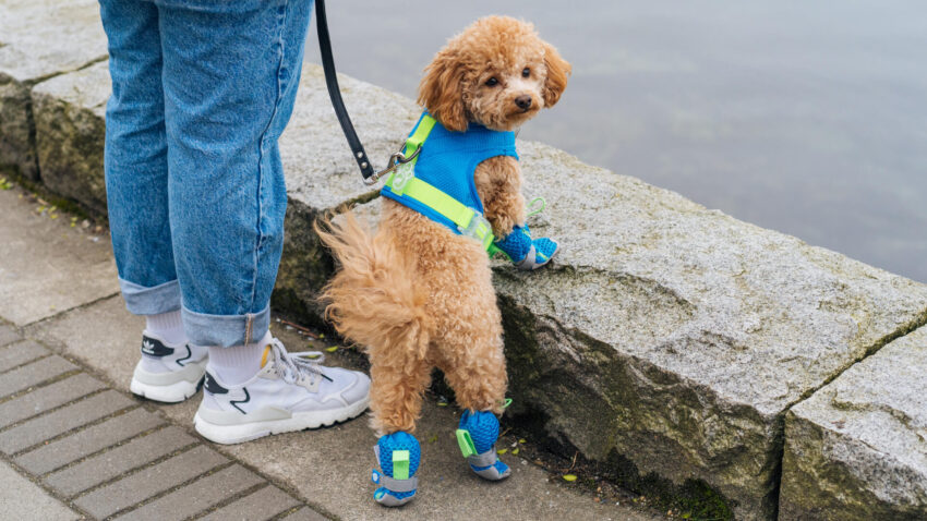 Dog Feet Hot Pavement: Protecting Your Pup’s Paws
