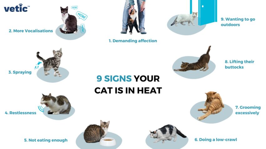 Can Cats Eat Hot Dogs? Expert Advice on Safety & Risks