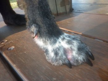 Dog Hot Spot Between Toes: Expert Guide to Soothing Relief