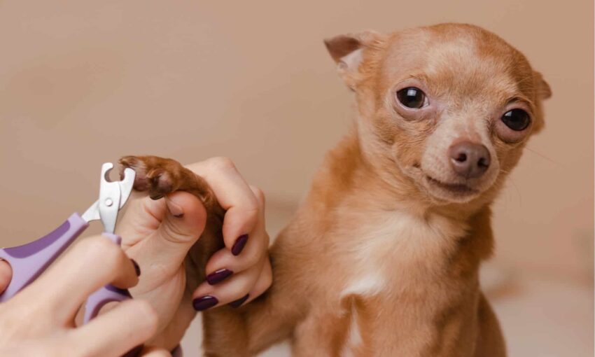 Hot Dogs With Nails: Unveiling the Truth Behind This Bizarre Trend