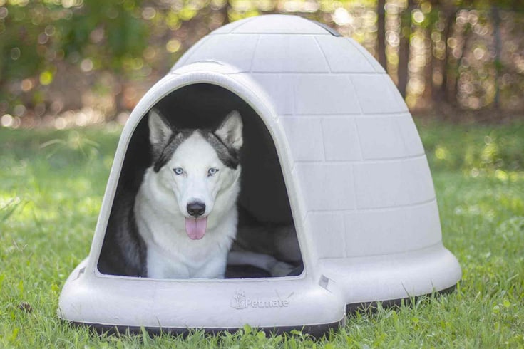 Dog House for Hot Weather: Keeping Your Dog Cool & Comfortable
