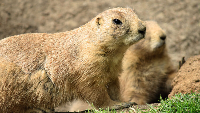 Prairie Dog Hot Dog: The Ultimate Guide to a Delicious Delicacy