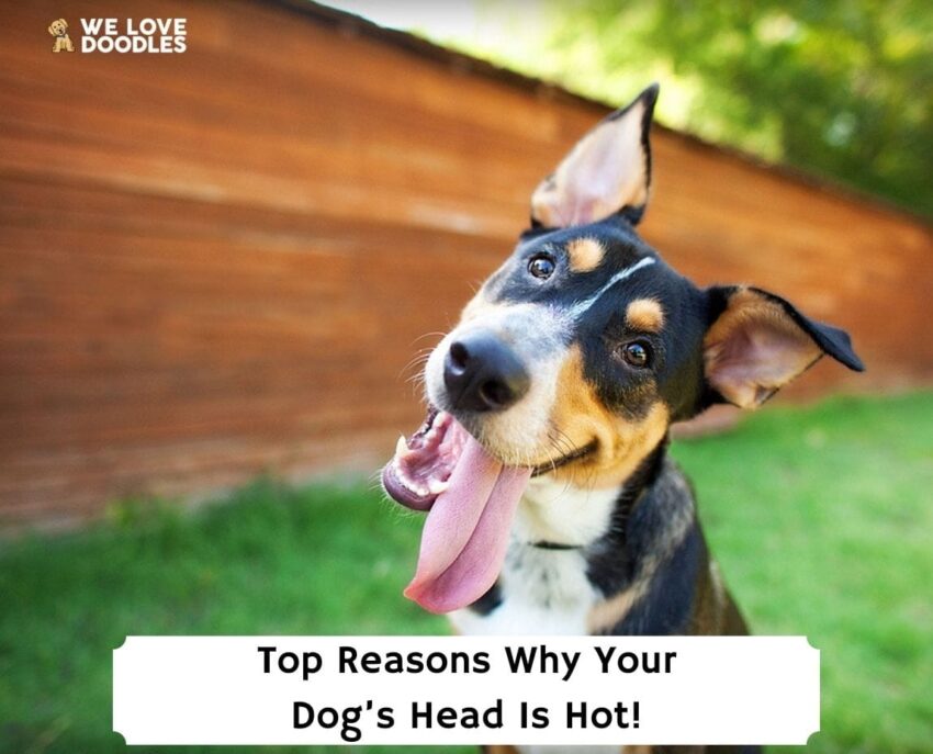 Dog Head is Hot: Understanding Canine Thermoregulation & Health