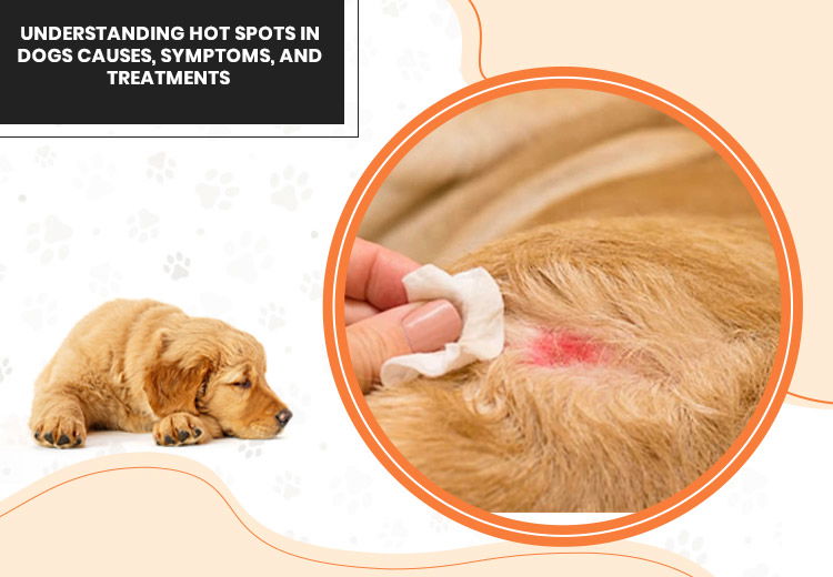 Aquaphor on Dog Hot Spot: The Ultimate Guide to Relief & Healing