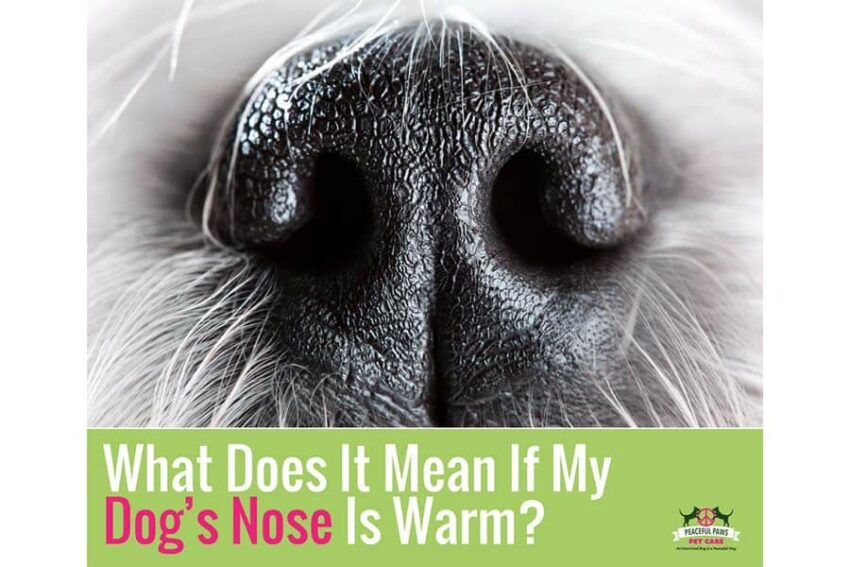 Hot Nose Dog: Causes, Symptoms, and Expert Care Tips