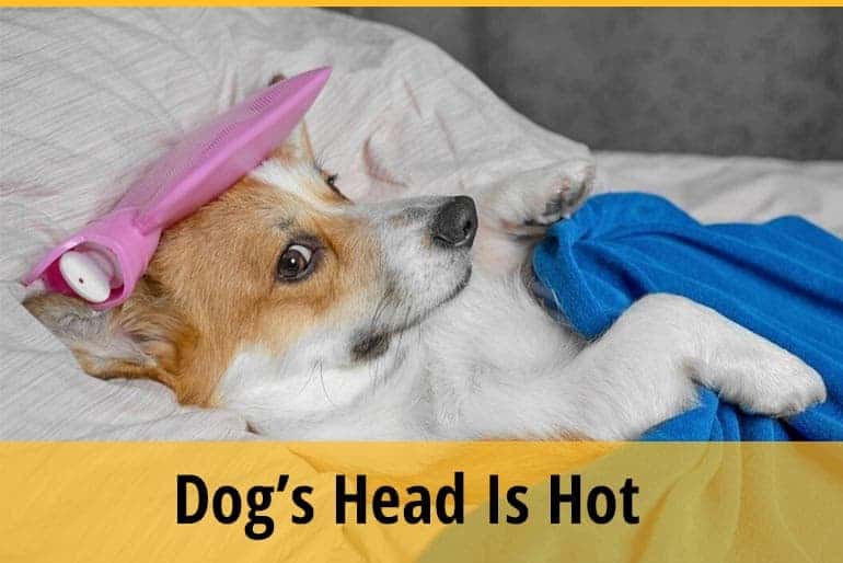 My Dog is Hot! Expert Guide to Recognizing & Cooling Down Your Dog