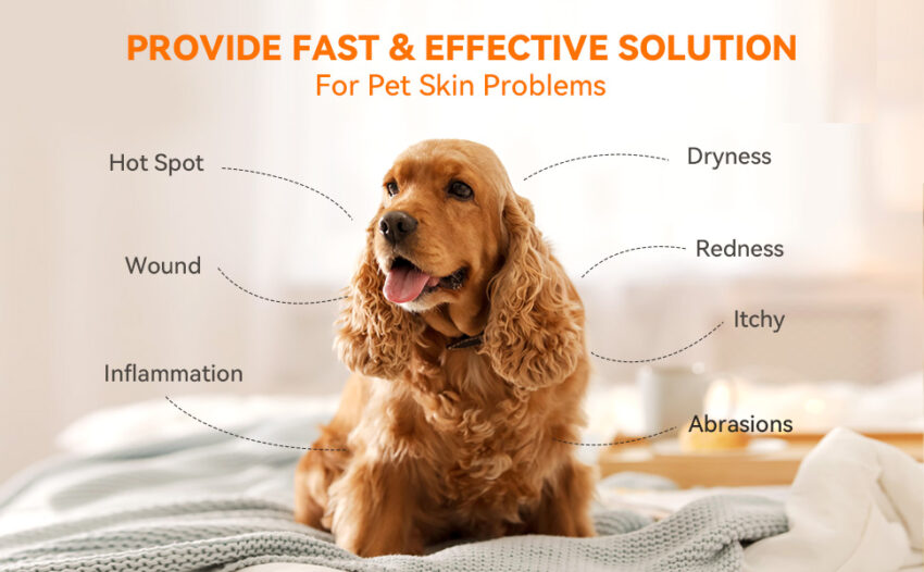 Dog Hot Spot Antibiotic: Your Expert Guide to Relief & Recovery